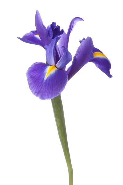Íris azul ou flor de verdinho — Fotografia de Stock