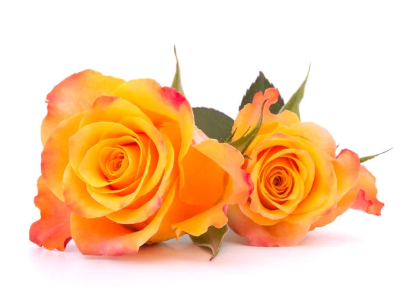 Zwei orangefarbene Rosen — Stockfoto