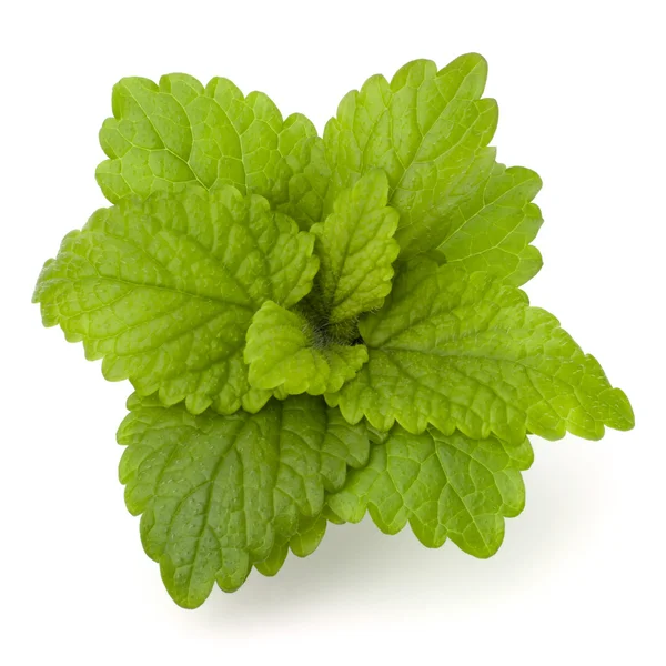 stock image Peppermint or mint bunch