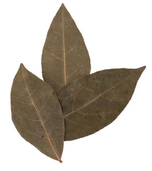 Aromatik defne yaprağı — Stok fotoğraf
