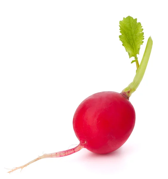 stock image Small garden radish