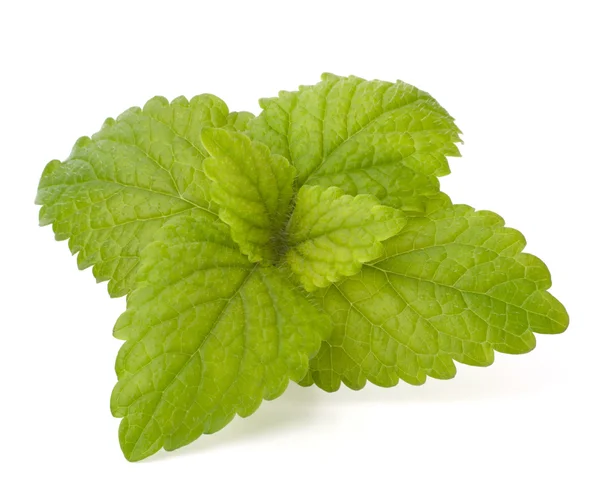 stock image Peppermint
