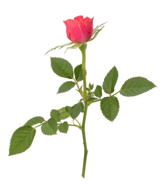 Piękna róża — Zdjęcie stockowe