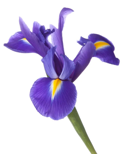 Iris azul o flor de blueflag —  Fotos de Stock