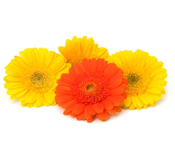 Güzel papatya gerbera çiçekleri — Stok fotoğraf