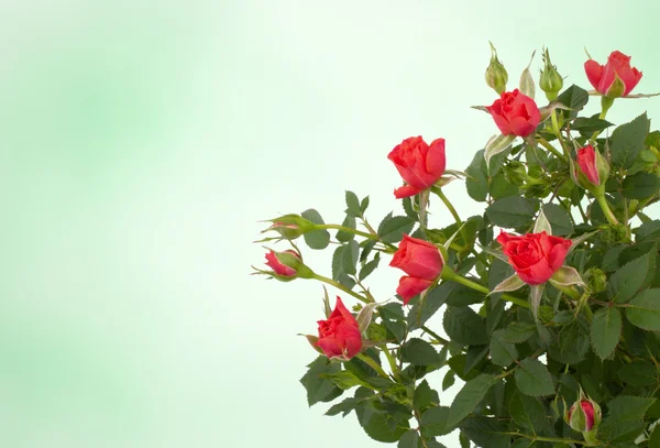 Vacker blommig bakgrund — Stockfoto
