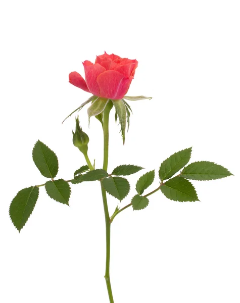Vacker ros isolerad på vit bakgrund — Stockfoto