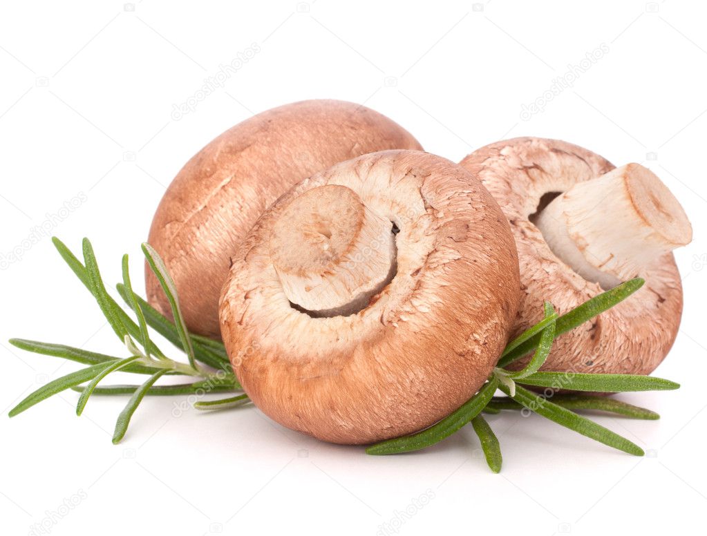 Brown champignon mushroom and rosemary leaves