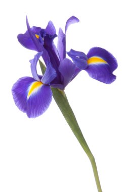 Blue iris or blueflag flower clipart