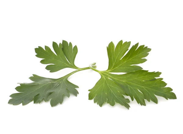 stock image Parsley