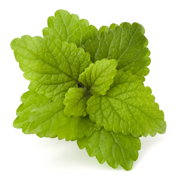 Peppermint or mint bunch — Stock Photo, Image