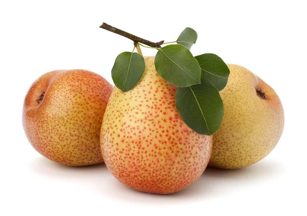 PEAR vruchten — Stockfoto