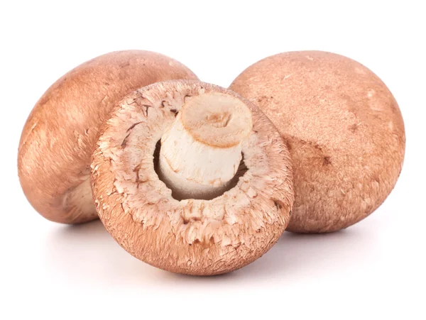 kahverengi champignon mantar