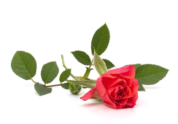 stock image Beautiful rose