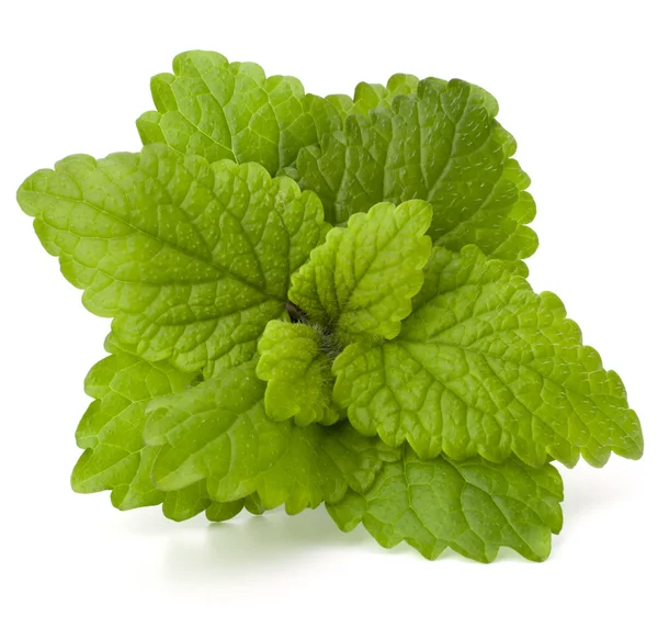 Peppermint or mint bunch — Stock Photo, Image