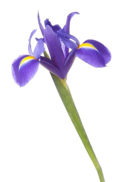 Blauwe iris of blueflag bloem — Stockfoto