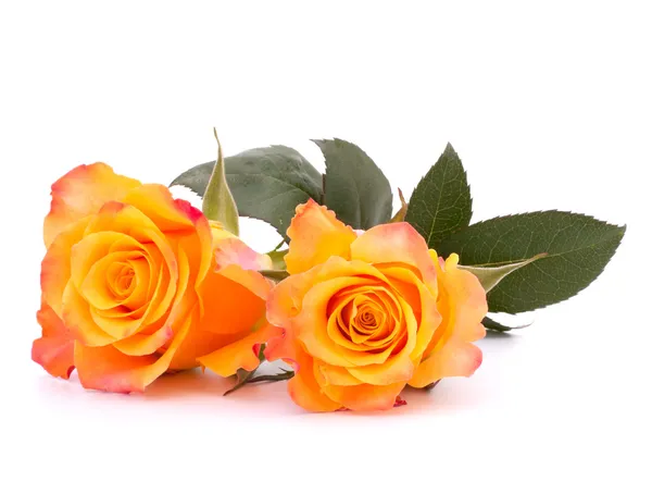 Twee oranje rozen — Stockfoto