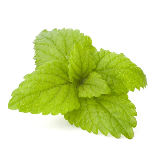 stock image Peppermint or mint bunch