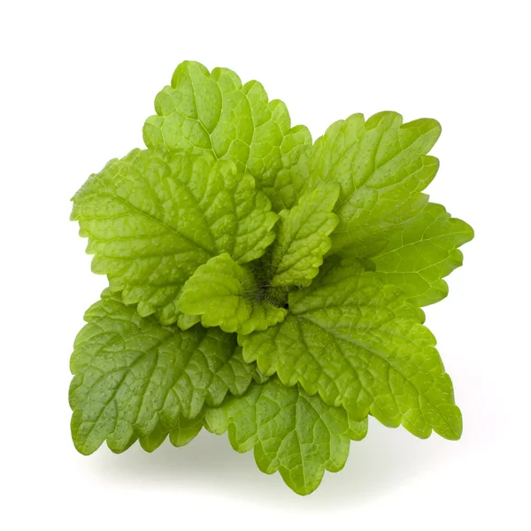 Stock image Peppermint or mint bunch