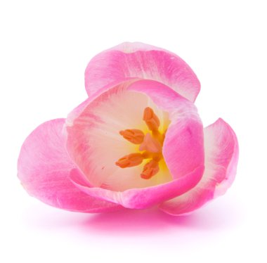 Pink tulip clipart