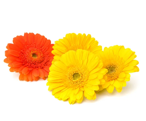 stock image Beautiful daisy gerbera flowers