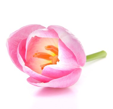 Pink tulip clipart