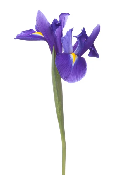 Голубая радужка или голубой цветок — стоковое фото
