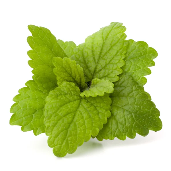 Stock image Peppermint or mint bunch