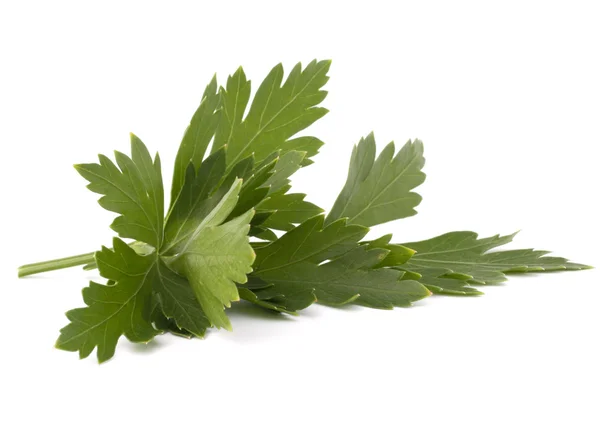 Sweet parsley leaves — Stock Photo, Image