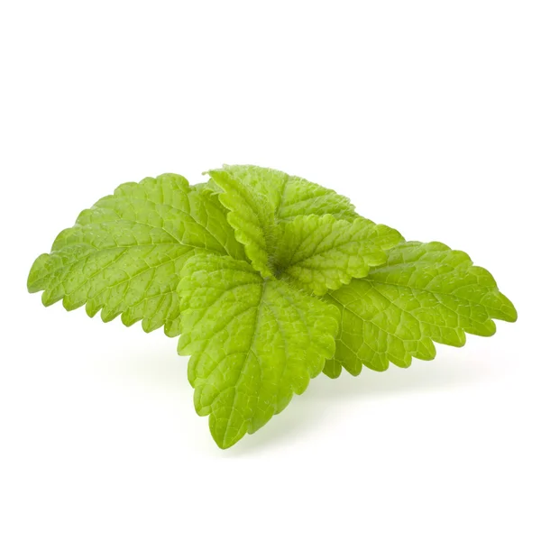 stock image Peppermint or mint bunch