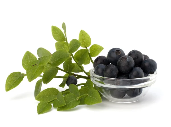Blue bilberry or whortleberry — Stock Photo, Image