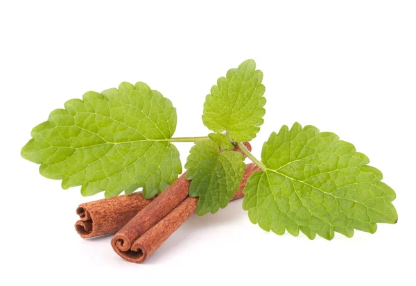Cinnamon sticks and fresh mint leaf — Stock Photo, Image