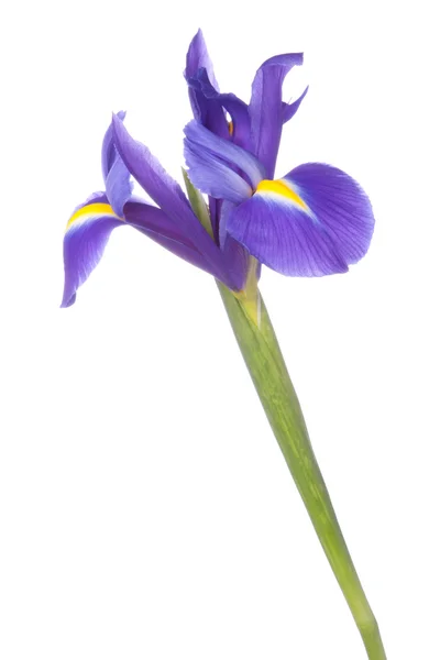 Blue iris or blueflag flower — Stock Photo, Image