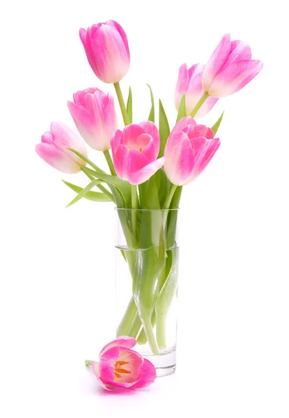 Pink tulips bouquet in vase isolated on white background — Stock Photo, Image