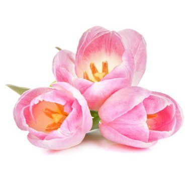 Pink tulip clipart