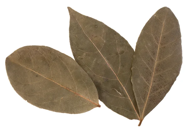 stock image Aromatic bay leaves
