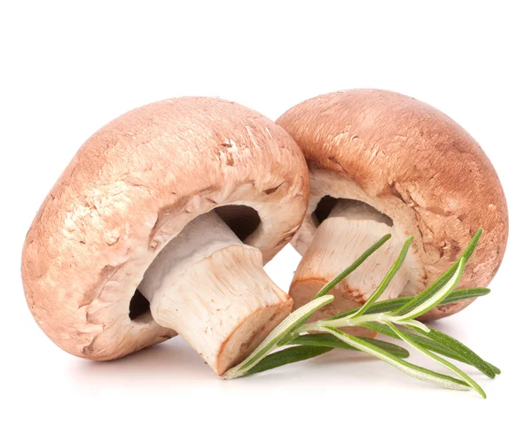Brown champignon mushroom and rosemary leaves — Stock Photo, Image
