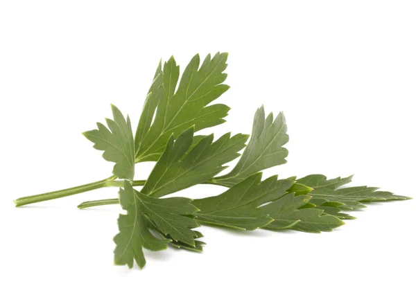 Sweet parsley leaves — Stock Photo, Image