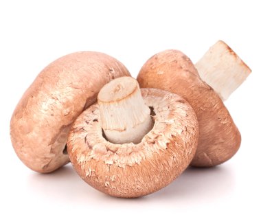 kahverengi champignon mantar