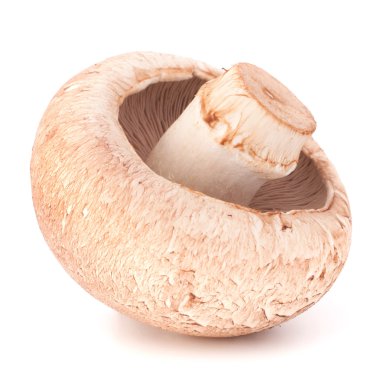 kahverengi champignon mantar