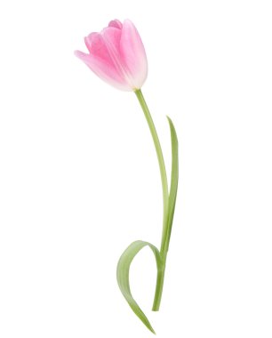 Pink tulip flower clipart