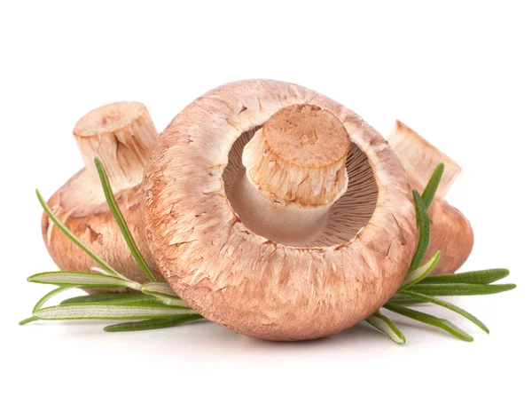 棕色双孢菇蘑菇和迷迭香叶子 — 图库照片