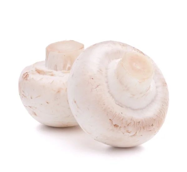 Шампиньонский гриб — стоковое фото