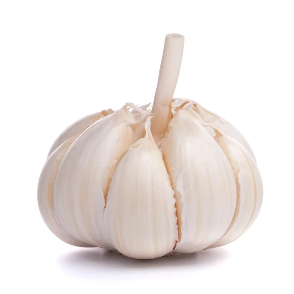stock image Garlic bulb