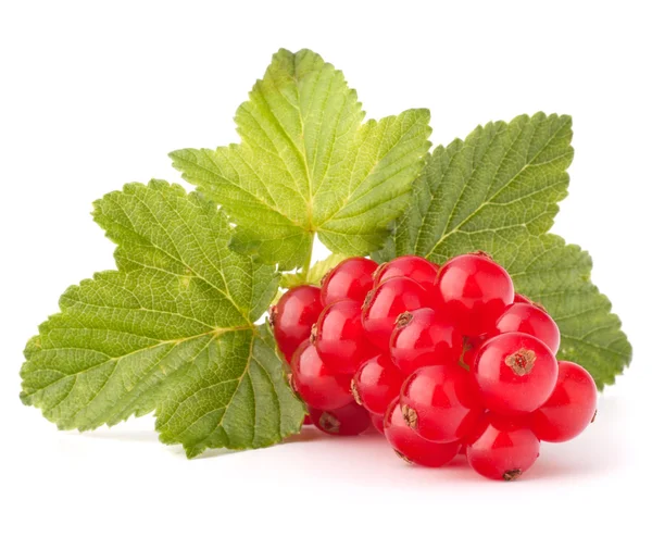 Rödavinbär och gröna blad stilleben — Stockfoto