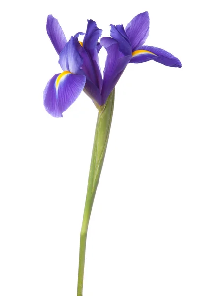 Blue iris or blueflag flower — Stock Photo, Image