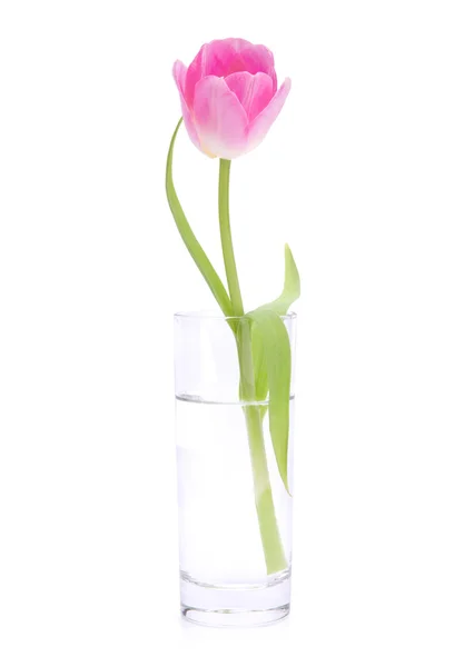 Pink tulip in vase — Stock Photo, Image