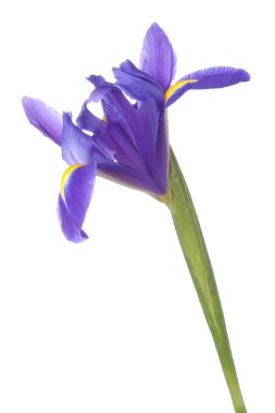 Mavi iris veya blueflag çiçek