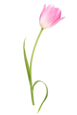 Pink tulip flower clipart