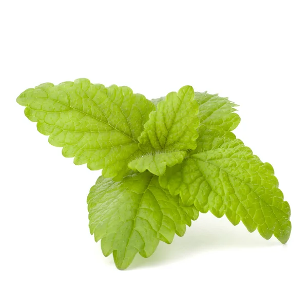 Peppermint or mint bunch — Stock Photo, Image